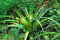 Mazembron marron. LOMATOPHYLLUM macrum. Réunion. Liliaceae. 0.5-.0.6m